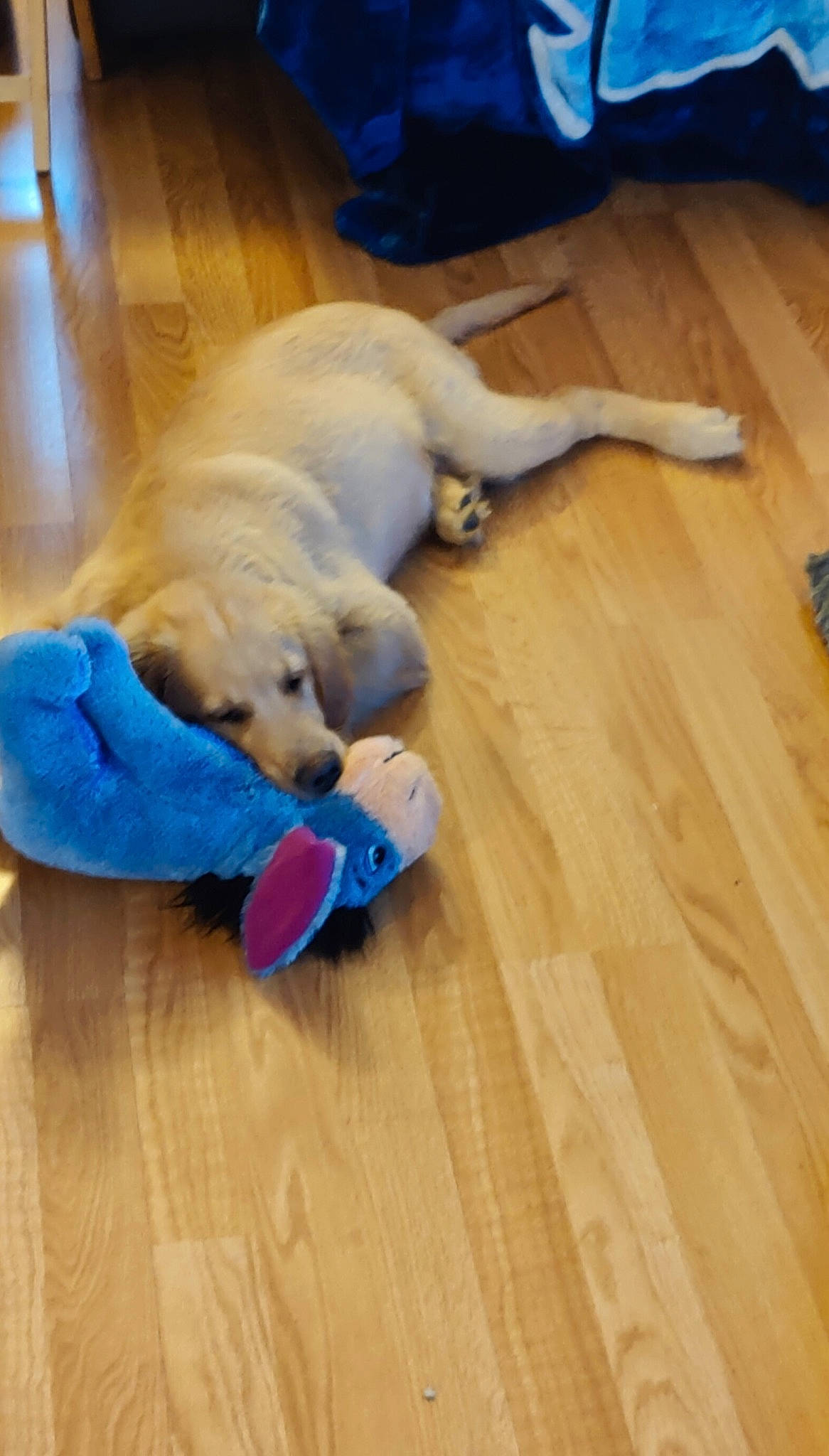 Goldie is registered to the contest to win money with this photo: ball, blue, carnivore, comfort, companion_dog, dog, dog_breed, dog_supply, fawn, floor, flooring, football, hardwood, laminate_flooring, tail, varnish, wood, wood_flooring, wood_stain, working_animal