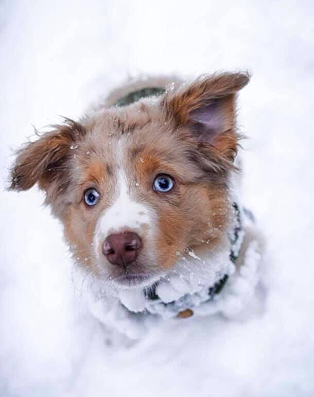 Ruby joined the competition — help win amazing prizes! australian_collie, australian_shepherd, border_collie, canidae, carnivore, companion_dog, dog, dog_breed, herding_dog, mammal, miniature_australian_shepherd, nose, puppy, rare_breed_dog, snow, sporting_group, winter, working_dog