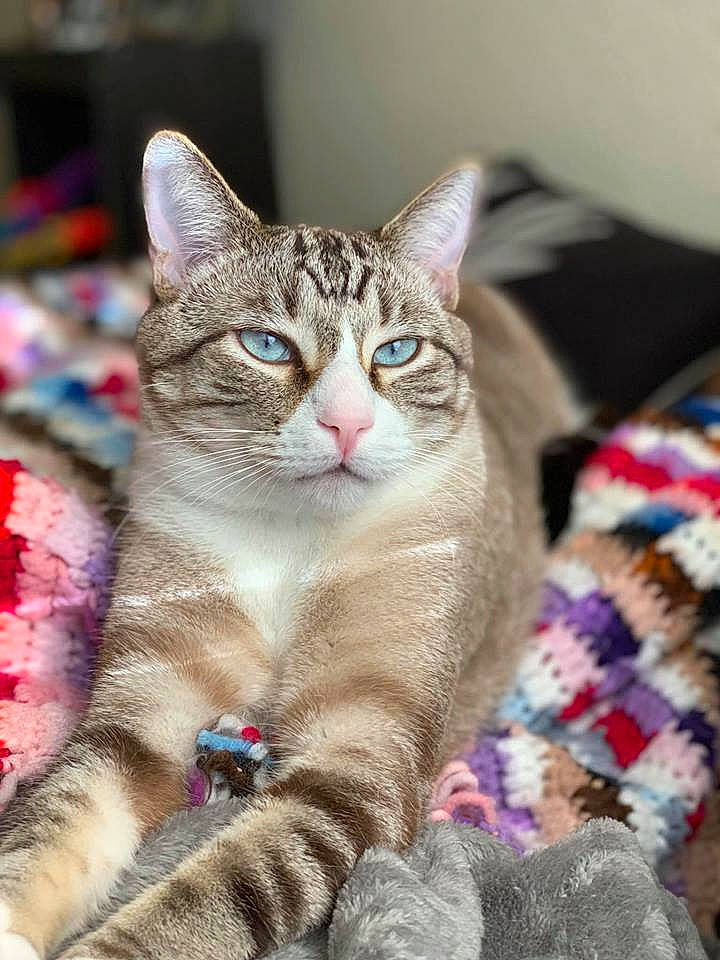 Cayde is registered to the contest to win money with this photo: aegean_cat, american_shorthair, american_wirehair, asian, australian_mist, california_spangled, carnivore, cat, domestic_short_haired_cat, dragon_li, european_shorthair, fawn, felidae, fur, kitten, mammal, small_to_medium_sized_cats, tabby_cat, vertebrate, whiskers