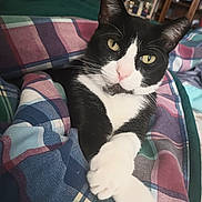 Tux is registered to the contest to win money with this photo: animal, bed, black_and_white, blanket, cat, colorful, cozy, crossed_paws, domestic_cat, ears, face, feline, fur, indoor, paws, pet, plaid, relaxed, whiskers, yellow_eyes
