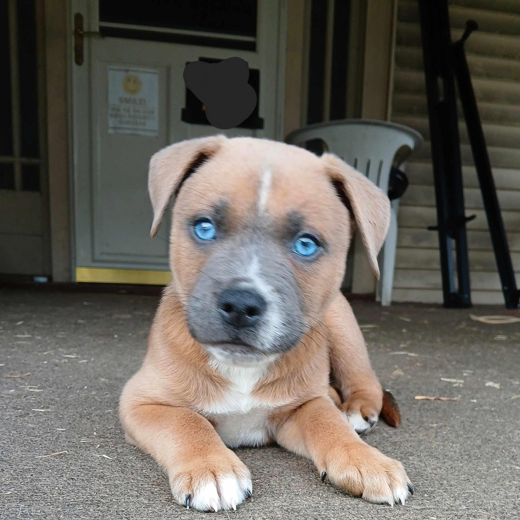 Sage joined the competition — help win amazing prizes! animal, boxer, bulldog, canine, chair, clothing, dog, furniture, goldenretriever, hat, hound, indoors, interiordesign, labradorretriever, pet, plywood, puppy, snout, terrier, wood