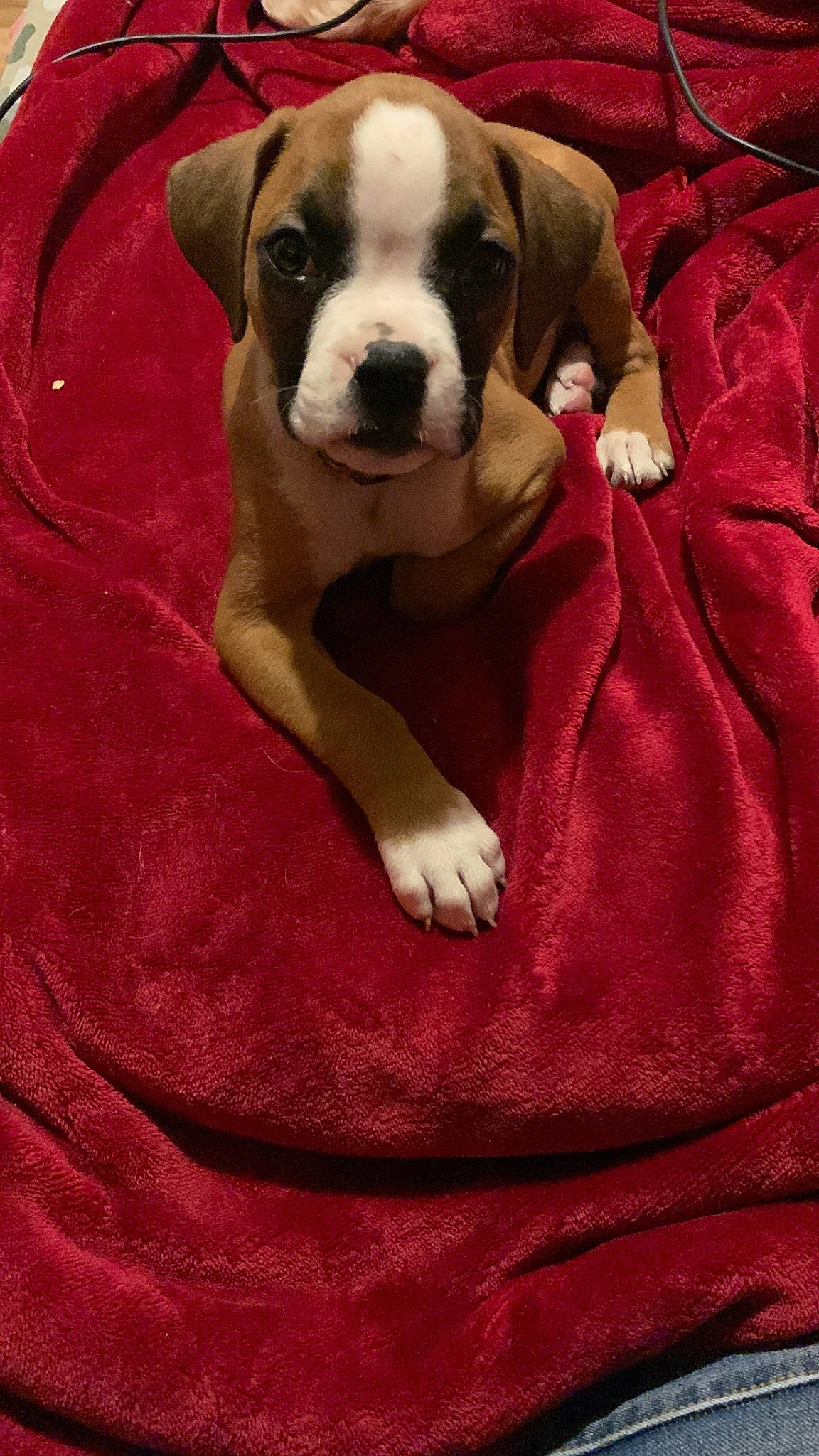 Enzo joined the competition — help win amazing prizes! canidae, carnivore, collar, comfort, companion_dog, dog, dog_breed, dog_supply, fawn, fur, linens, magenta, molosser, pet_supply, red, sleeve, snout, sporting_group, whiskers, working_animal