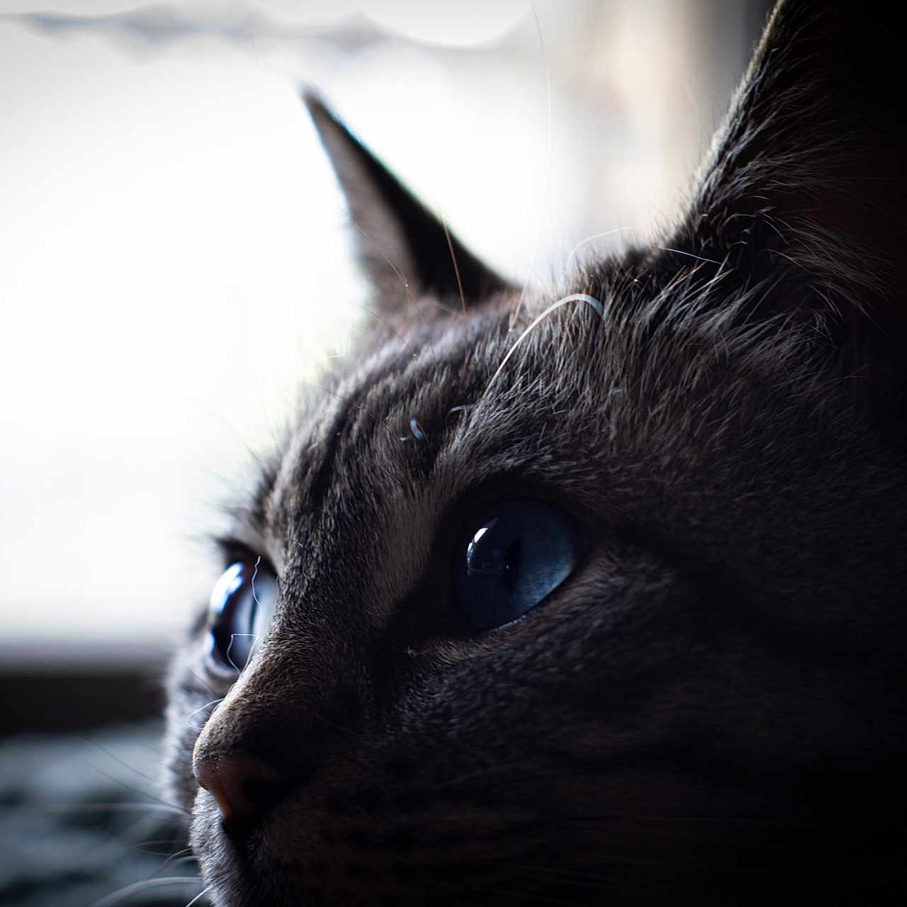 Mia a rejoint le concours — aidez-le/la à gagner de superbes lots ! abyssinian, animal, blackcat, cat, kitten, manx, pet, siamese