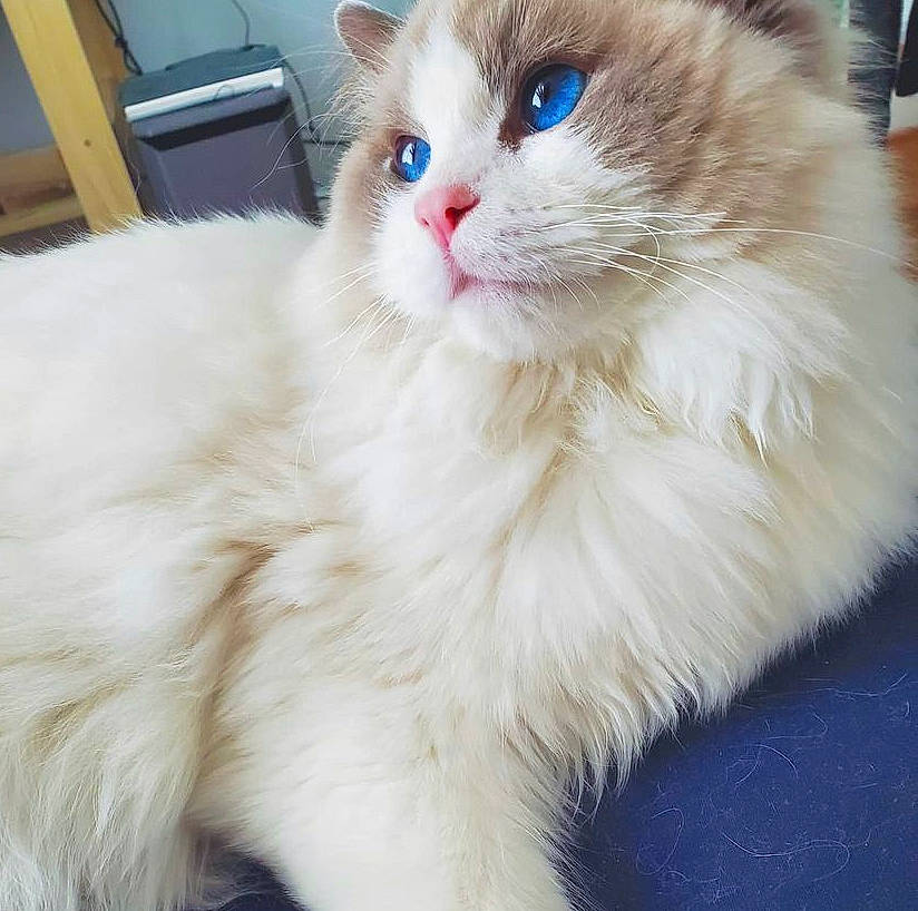 Milkcat a rejoint le concours — aidez-le/la à gagner de superbes lots ! british_longhair, carnivore, cat, claw, comfort, felidae, fur, paw, persian, ragdoll, small_to_medium_sized_cats, snout, terrestrial_animal, whiskers