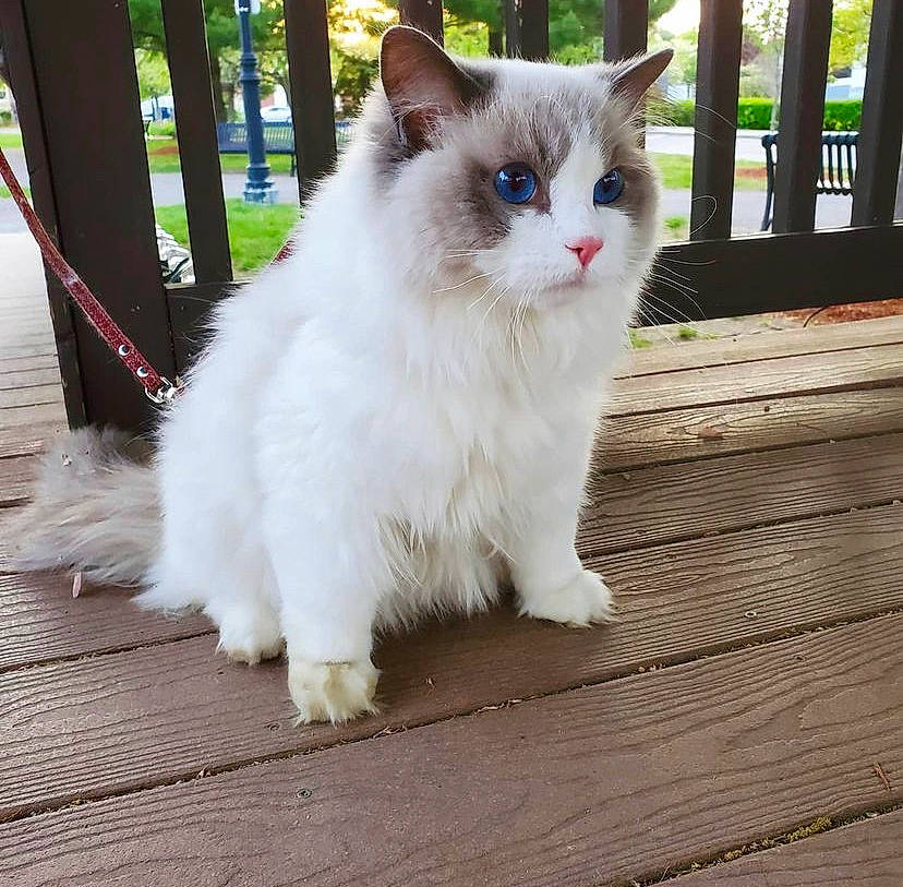 Milkcat a rejoint le concours — aidez-le/la à gagner de superbes lots ! carnivore, cat, domestic_short_haired_cat, felidae, flooring, fur, hardwood, paw, ragdoll, sitting, small_to_medium_sized_cats, snout, tail, terrestrial_animal, whiskers, wood, wood_flooring