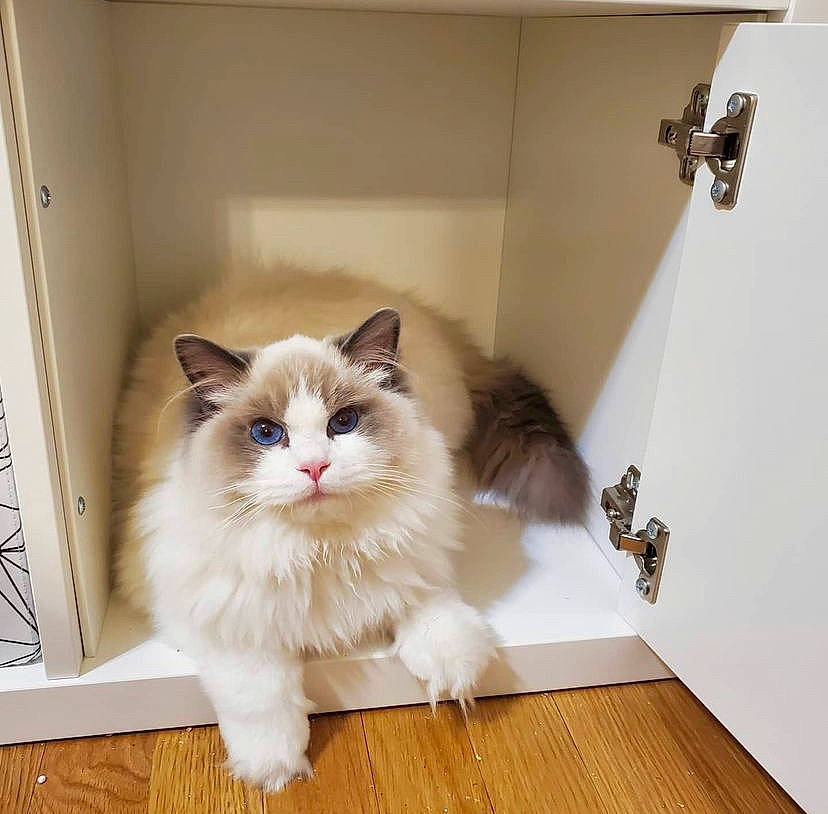 Milkcat participe au concours pour gagner de l'argent avec cette photo : carnivore, cat, claw, fawn, felidae, floor, flooring, foot, fur, hardwood, laminate_flooring, paw, plant, small_to_medium_sized_cats, snout, tail, whiskers, window, wood, wood_flooring