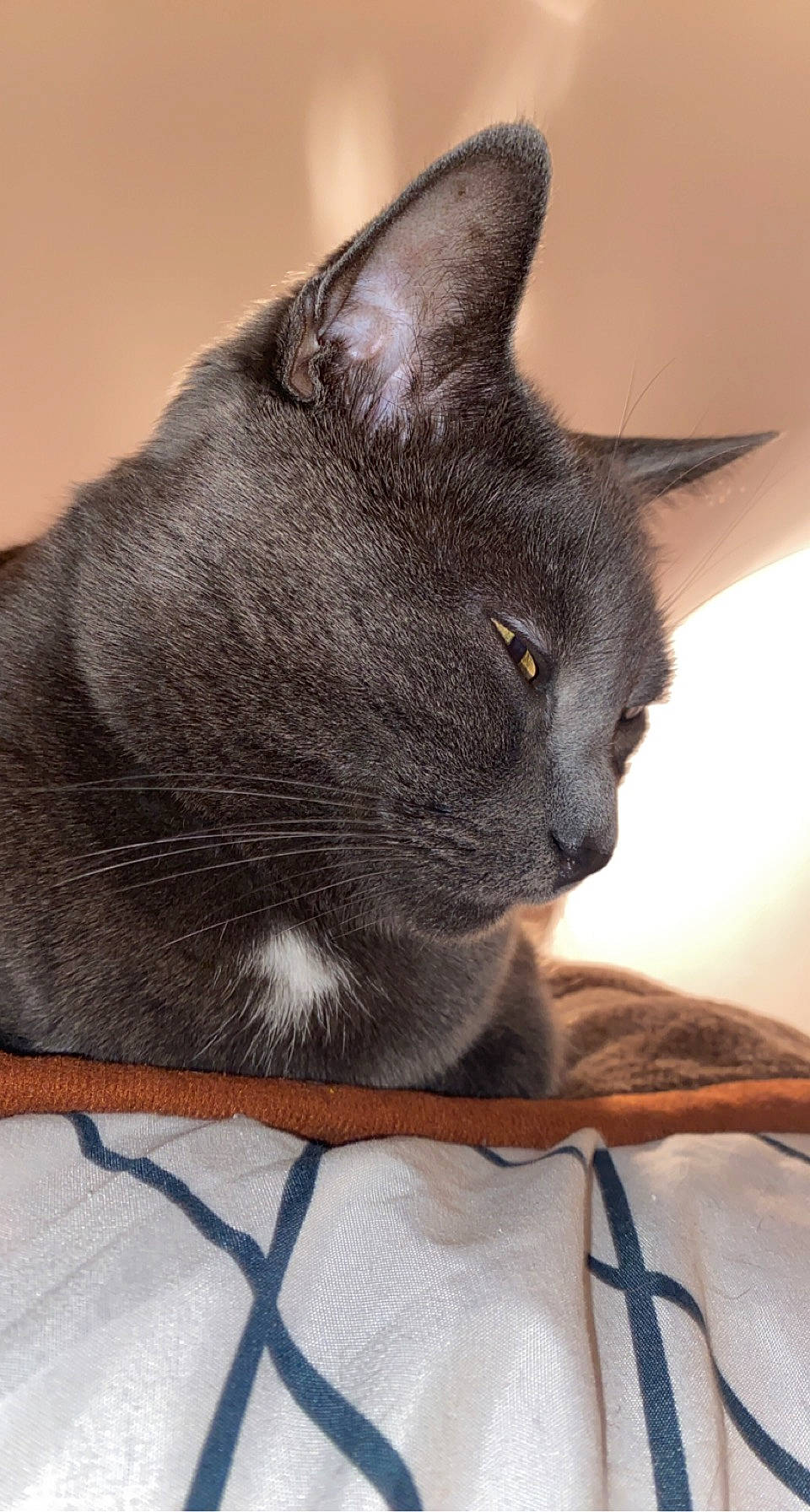 Grizzly participe au concours pour gagner de l'argent avec cette photo : black_cat, carnivore, cat, chartreux, comfort, domestic_short_haired_cat, ear, felidae, fur, grey, havana_brown, russian_blue, small_to_medium_sized_cats, snout, whiskers