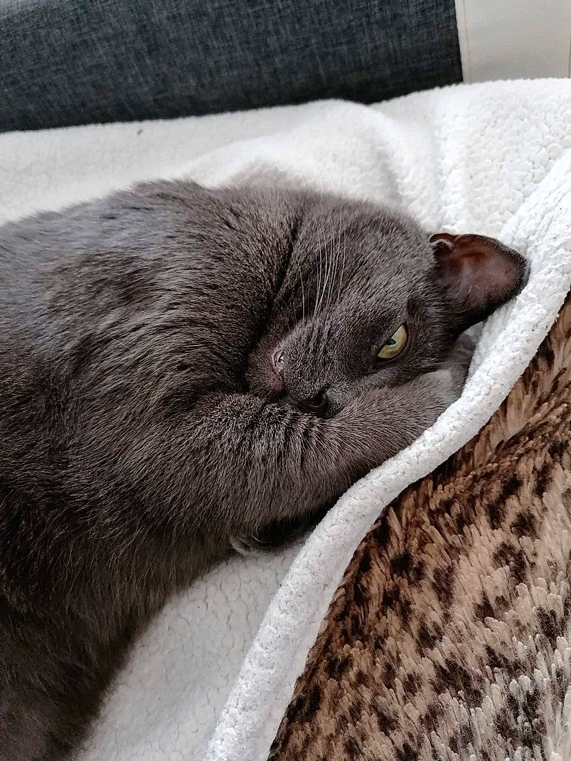 Grizzly participe au concours pour gagner de l'argent avec cette photo : carnivore, cat, claw, comfort, dog_breed, domestic_short_haired_cat, felidae, fur, grey, nap, paw, russian_blue, scottish_fold, sleep, small_to_medium_sized_cats, snout, sporting_group, tail, terrestrial_animal, whiskers