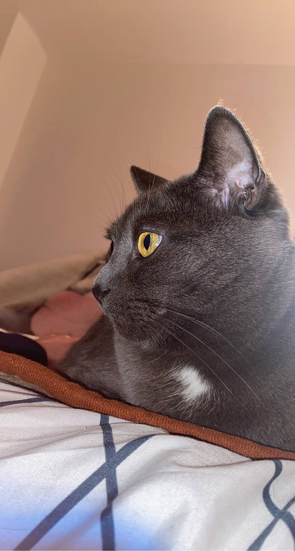 Grizzly participe au concours pour gagner de l'argent avec cette photo : black_cat, bombay, carnivore, cat, chartreux, comfort, domestic_short_haired_cat, felidae, fur, grey, havana_brown, korat, small_to_medium_sized_cats, snout, whiskers