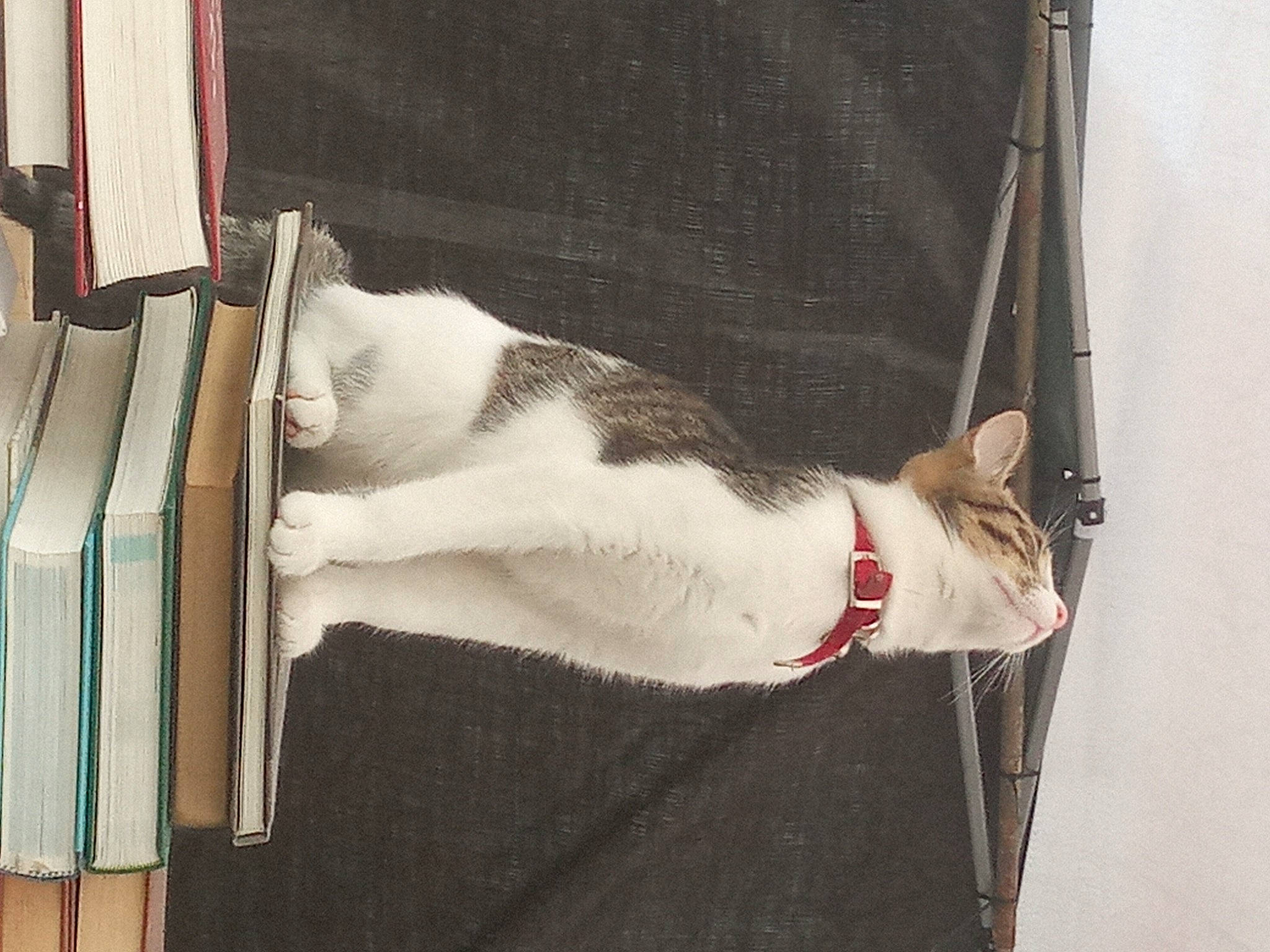 Pioupiou participe au concours pour gagner de l'argent avec cette photo : art, book, carnivore, cat, collar, dog_collar, domestic_short_haired_cat, fashion_accessory, fawn, felidae, fur, human_leg, leash, pet_supply, small_to_medium_sized_cats, tail, textile, whiskers, window, wood