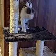 Ruby a rejoint le concours — aidez-le/la à gagner de superbes lots ! animal, black, cat, cat_tree, claws, curious, cute, furniture, furry, gray, indoor, kitten, multi_level, paw, pet, playful, scratching_post, soft, white, young