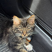 Aries is registered to the contest to win money with this photo: kitten, cat, tabby, fur, whiskers, paws, collar, tag, car, floor_mat, sunlight, closeup, pet, animal, cute, relaxed, indoor, portrait, mammal, young