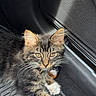 kitten, cat, tabby, fur, whiskers, paws, collar, tag, car, floor_mat, sunlight, closeup, pet, animal, cute, relaxed, indoor, portrait, mammal, young