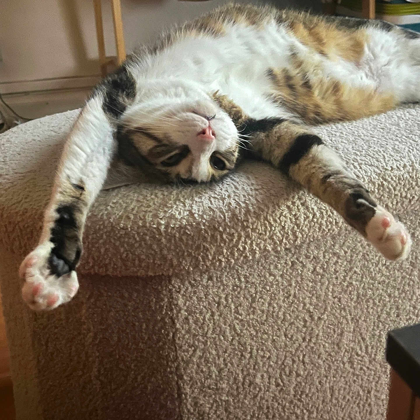 Zebulon participe au concours pour gagner de l'argent avec cette photo : cat, calico_cat, pet, animal, sleeping, relaxed, upside_down, sprawled, stretching, paws, pink_nose, whiskers, fur, cushion, chair, indoor, home, cozy, funny_pose, portrait