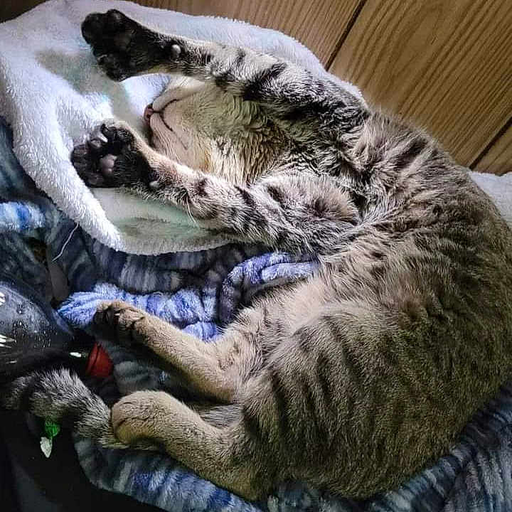 Milo