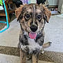 Rocket joined the competition — help win amazing prizes! animal, black_nose, brown_fur, canine, carpet, cushion, cute, dog, ears, eyes, fluffy, furniture, household, indoor, pet, playful, puppy, sitting, tongue_out, young_dog