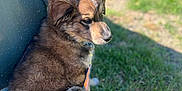 Rocket is registered to the contest to win money with this photo: animal, background_blur, calm, cute, daylight, dog, fur, grass, green, leash, nature, outdoor, pet, portrait, puppy, shadow, side_view, sitting, sunlight, young