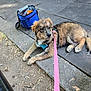 Rocket is registered to the contest to win money with this photo: animal, black_fur, blue_bag, brown_fur, canine, curious, cute, dog, harness, leash, nature, outdoor, pavement, pet, playful, puppy, resting, sidewalk, street, young_dog