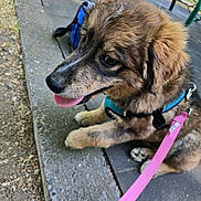 Rocket is registered to the contest to win money with this photo: animal, black_nose, brown_fur, closeup, concrete, daylight, dog, ears, grass, happy, harness, leash, outdoor, park, paw, pet, puppy, resting, sidewalk, tongue_out