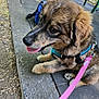 animal, black_nose, brown_fur, closeup, concrete, daylight, dog, ears, grass, happy, harness, leash, outdoor, park, paw, pet, puppy, resting, sidewalk, tongue_out