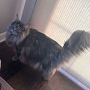 Coco is registered to the contest to win money with this photo: cat, fluffy, long_hair, pet, indoor, window, floor, curious, looking_up, natural_light, tail, domestic_animal, feline, animal, household, mammal, whiskers, ears, soft_light, curtain