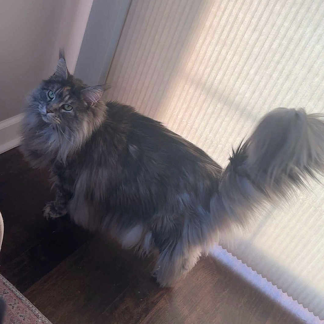 Coco is registered to the contest to win money with this photo: animal, cat, curious, curtain, domestic_animal, ears, feline, floor, fluffy, household, indoor, long_hair, looking_up, mammal, natural_light, pet, soft_light, tail, whiskers, window