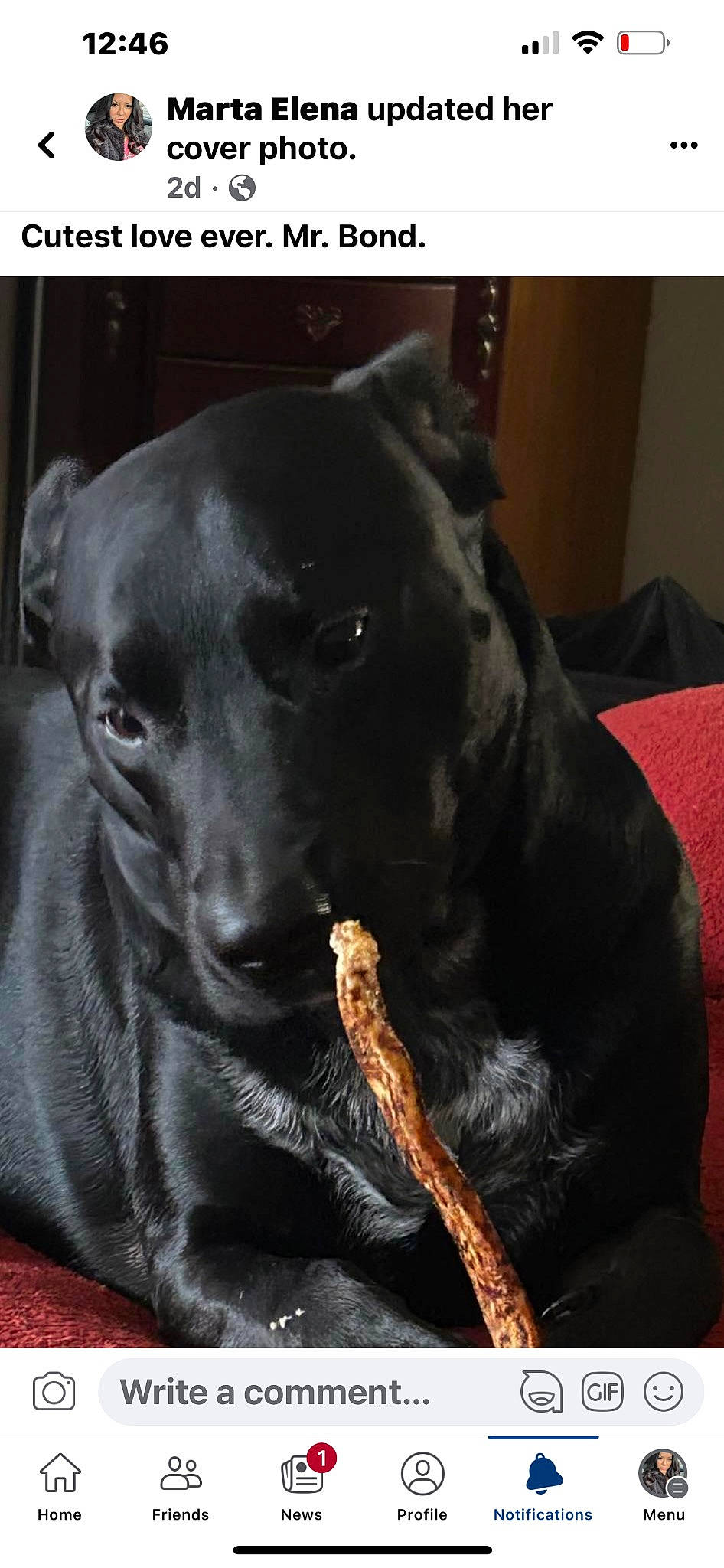 Bond joined the competition — help win amazing prizes! borador, canidae, carnivore, comfort, companion_dog, dog, dog_breed, dog_collar, fur, guard_dog, gun_dog, labrador_retriever, liver, non_sporting_group, photo_caption, puppy, retriever, terrestrial_animal, whiskers, working_animal