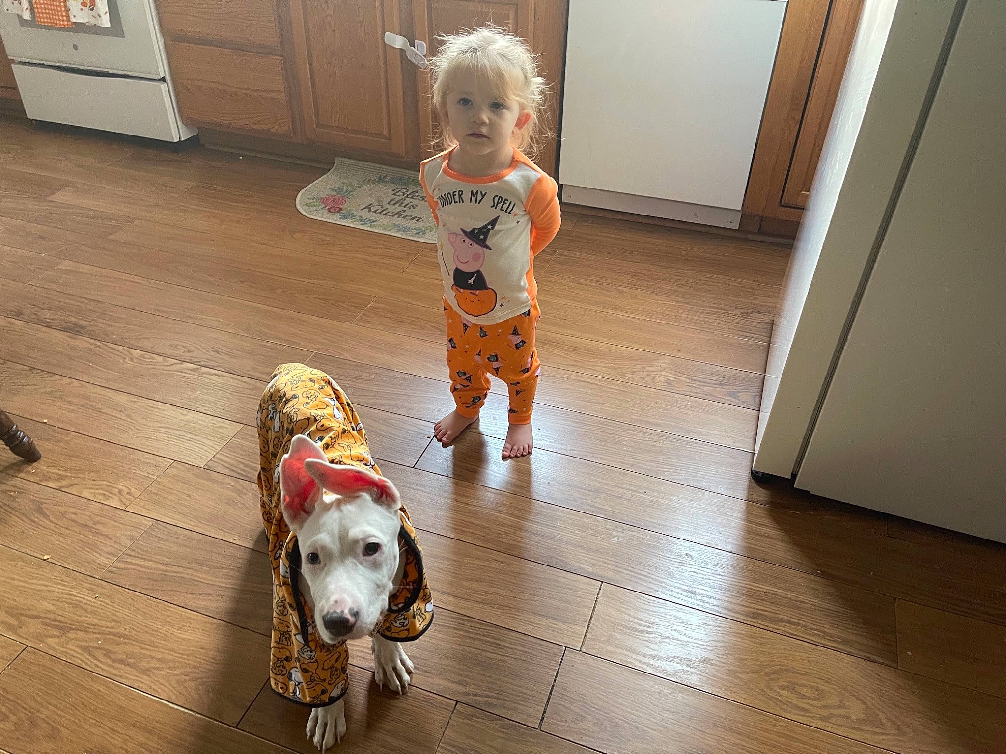 Addisyn joined the competition — help win amazing prizes! cabinetry, carnivore, child, companion_dog, dog, dog_breed, dog_supply, drawer, fawn, floor, flooring, hardwood, human_leg, knee, laminate_flooring, leash, person, toddler, wood, wood_flooring