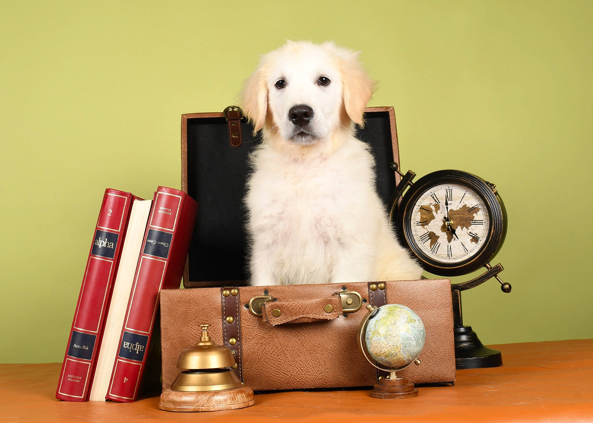 Uky participe au concours pour gagner de l'argent avec cette photo : alarm_clock, ball, box, carnivore, clock, companion_dog, dog, dog_breed, dog_supply, fur, office_supplies, pet_supply, publication, quartz_clock, rectangle, room, shelf, shelving, toy_dog, wood