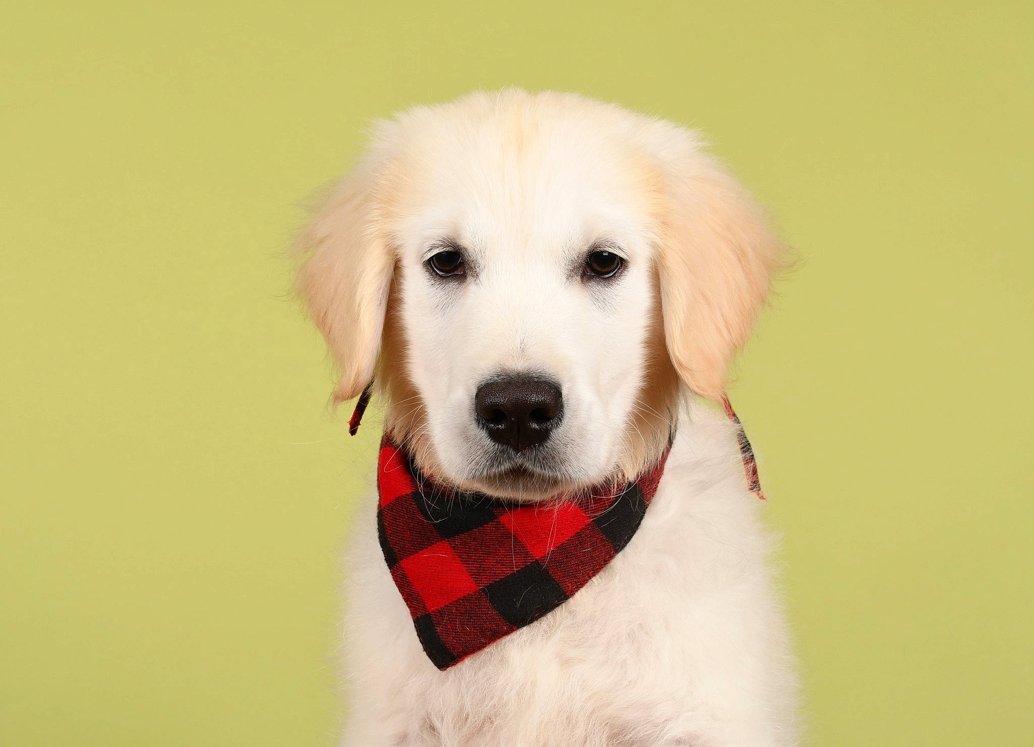 Uky a rejoint le concours — aidez-le/la à gagner de superbes lots ! canidae, carnivore, collar, companion_dog, dog, dog_breed, dog_collar, dog_supply, fashion_accessory, fur, leash, pattern, pet_supply, plaid, snout, sporting_group, tartan, whiskers, working_animal