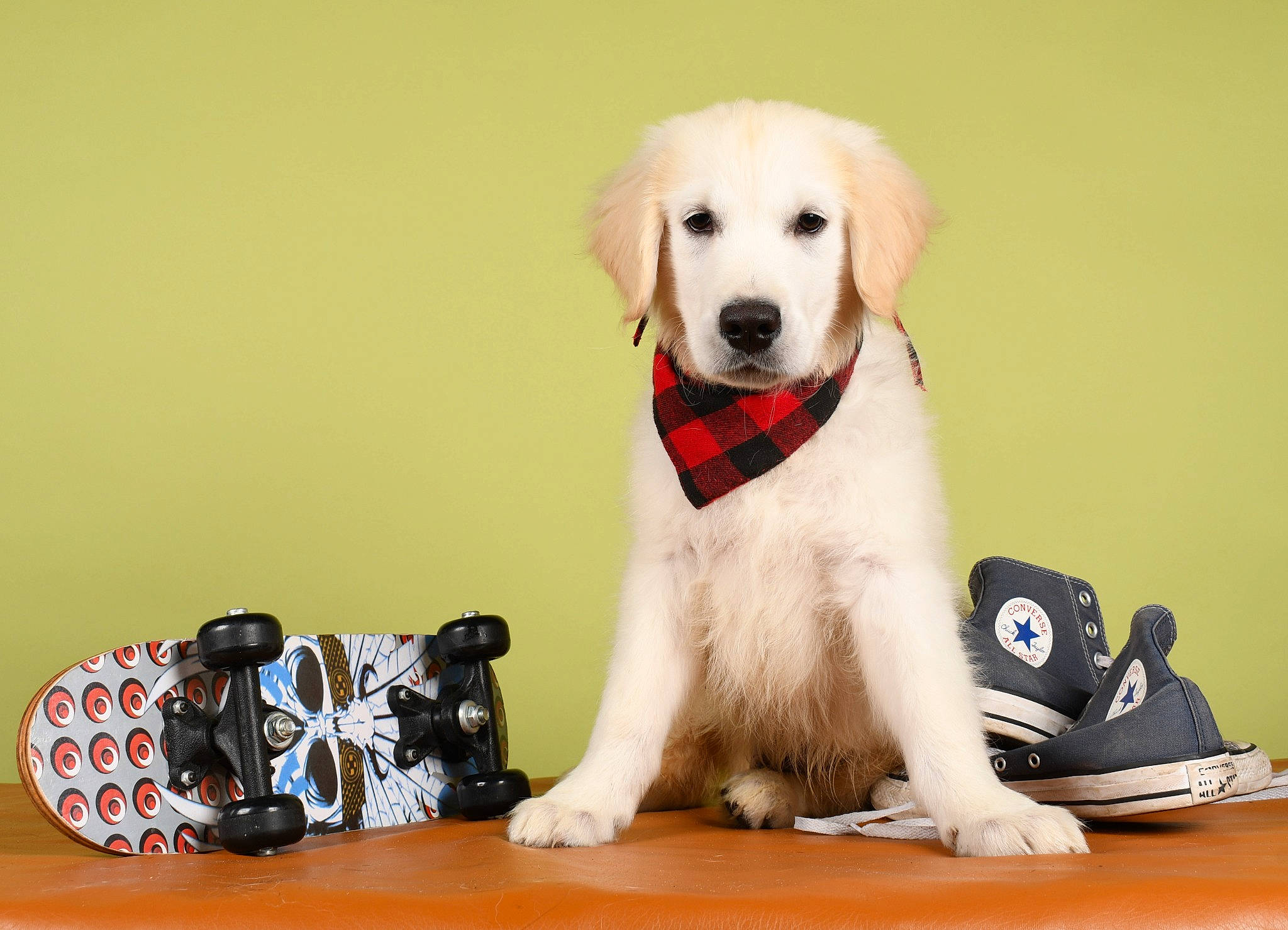 Uky participe au concours pour gagner de l'argent avec cette photo : ball, carnivore, collar, companion_dog, dog, dog_breed, dog_collar, dog_supply, fur, happy, labrador_retriever, paw, personal_protective_equipment, pet_supply, retriever, snout, sporting_group, tennis_ball, whiskers, working_animal