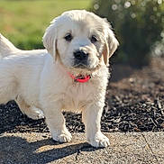 Fence is registered to the contest to win money with this photo: puppy, dog, golden_retriever, young, cute, outdoor, collar, pet, animal, fur, walking, sunlight, nature, grass, curious, small, adorable, background_blur, mammal, canine