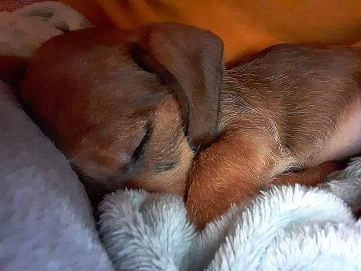 Polly participe au concours pour gagner de l'argent avec cette photo : canidae, carnivore, comfort, companion_dog, dog, dog_breed, ear, fawn, fur, human_leg, liver, nap, paw, sleep, snout, sporting_group, terrestrial_animal, whiskers, working_animal, wrinkle