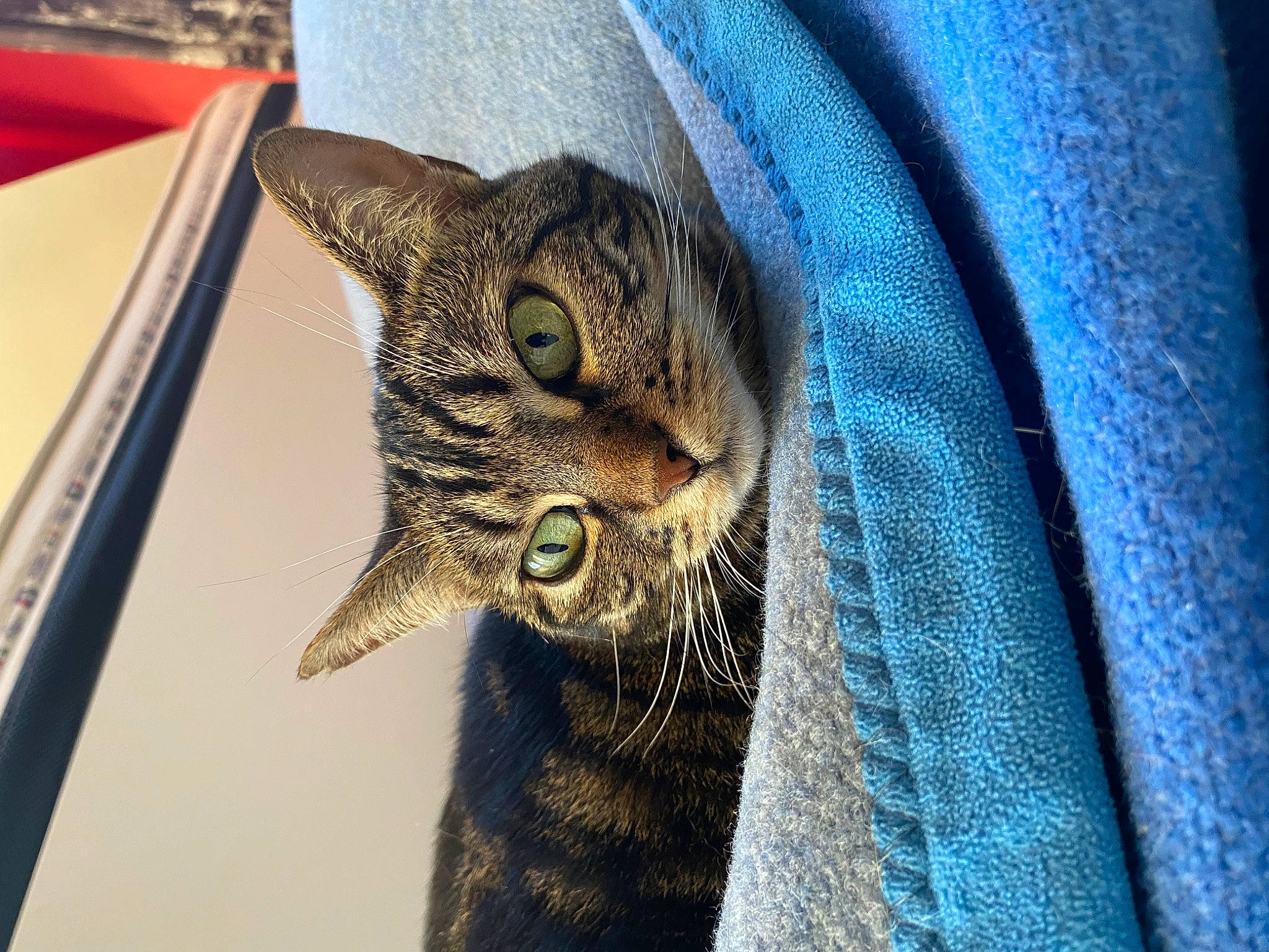 Minette a rejoint le concours — aidez-le/la à gagner de superbes lots ! carnivore, cat, claw, close_up, domestic_short_haired_cat, electric_blue, felidae, fur, pattern, sleeve, small_to_medium_sized_cats, snout, terrestrial_animal, textile, whiskers, woven_fabric