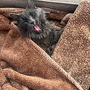 Grizzly joined the competition — help win amazing prizes! cat, gray_cat, blanket, brown_blanket, cozy, furry, pet, indoor, couch, relaxed, sleepy, yawning, fur, whiskers, ears, mouth_open, snug, home, comfort, animal
