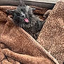 cat, gray_cat, blanket, brown_blanket, cozy, furry, pet, indoor, couch, relaxed, sleepy, yawning, fur, whiskers, ears, mouth_open, snug, home, comfort, animal