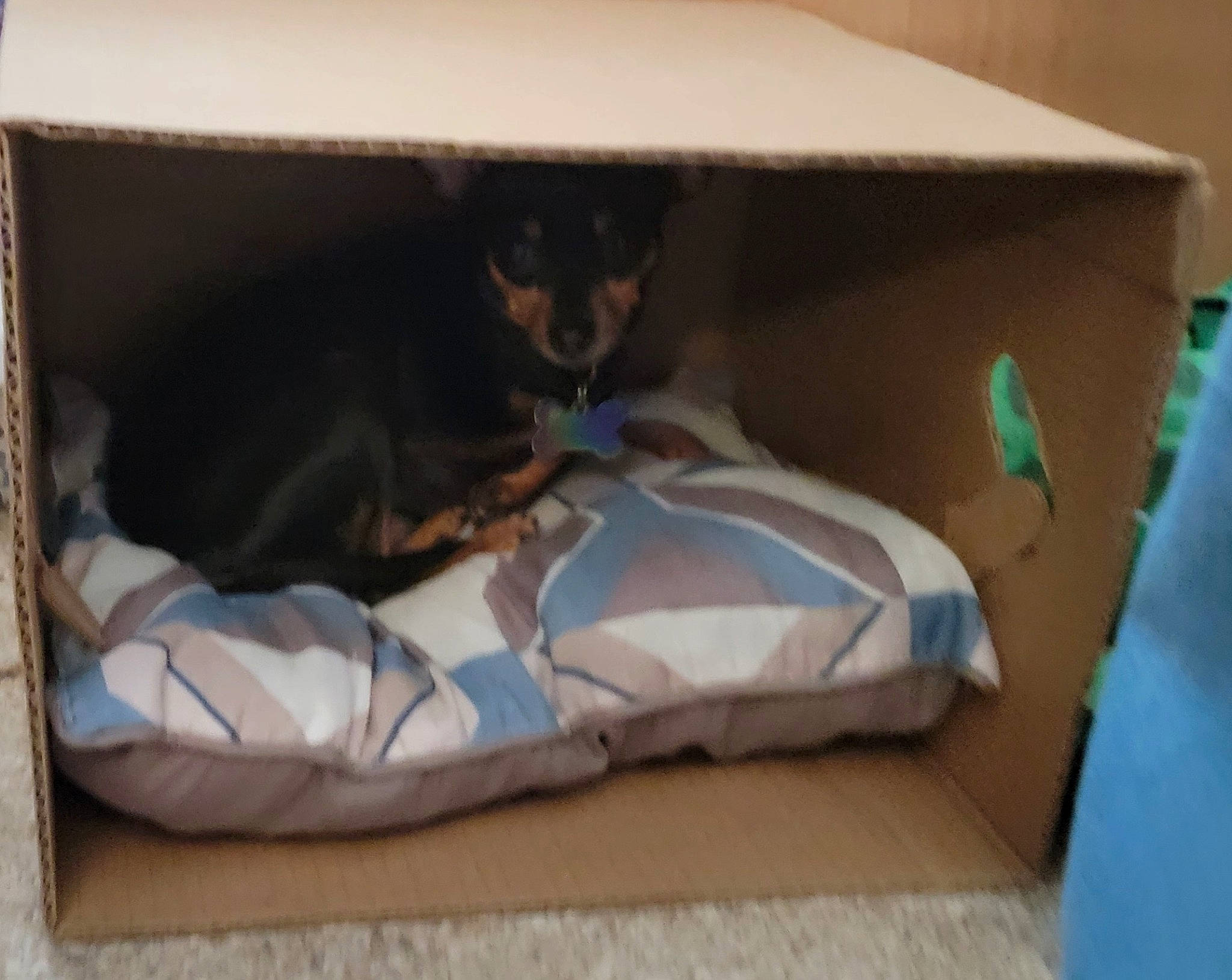 Gizmo joined the competition — help win amazing prizes! box, cardboard, carnivore, carton, cat, cat_supply, comfort, domestic_short_haired_cat, fawn, felidae, linens, packaging_and_labeling, packing_materials, paper_product, pet_supply, room, shipping_box, small_to_medium_sized_cats, whiskers, wood