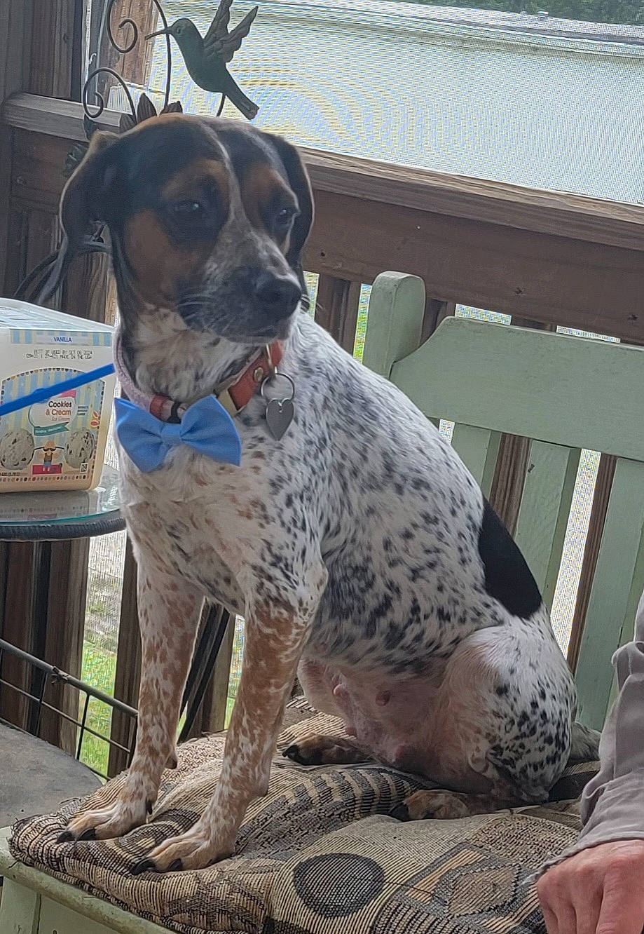 Bella joined the competition — help win amazing prizes! braque_dauvergne, braque_francais, canidae, carnivore, collar, companion_dog, dog, dog_breed, dog_collar, fawn, gun_dog, hunting_dog, non_sporting_group, snout, sporting_group, working_animal, working_dog