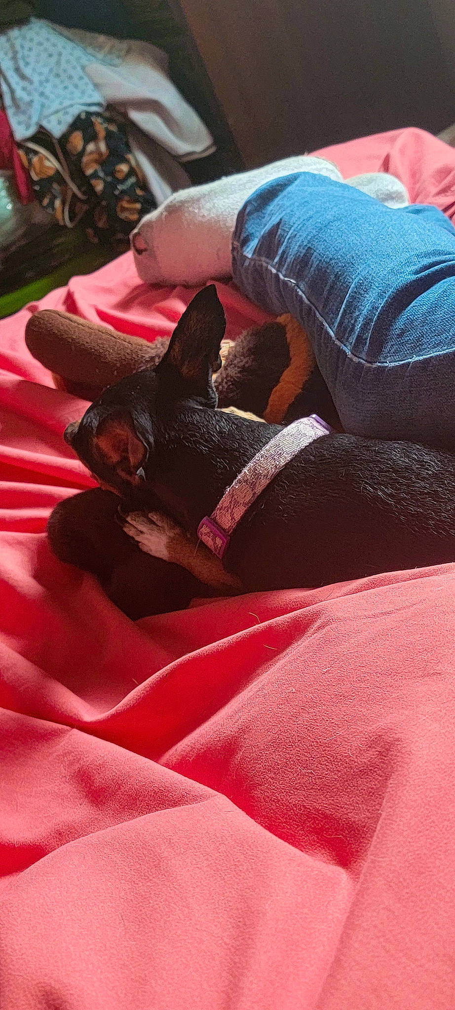 Buttercup joined the competition — help win amazing prizes! black, carnivore, comfort, companion_dog, dog, dog_breed, fawn, felidae, finger, grey, human_leg, knee, leg, linens, nail, pink, red, snout, thigh, whiskers
