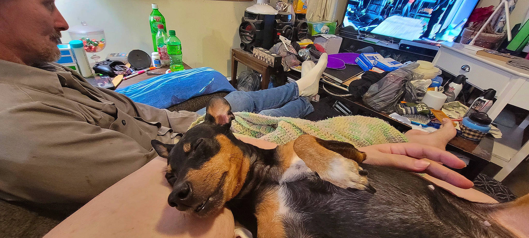 Buttercup is registered to the contest to win money with this photo: backpack, bag, canidae, carnivore, chair, comfort, companion_dog, dog, dog_breed, fawn, flooring, fun, fur, german_shepherd_dog, herding_dog, luggage_and_bags, room, snout, sporting_group, working_dog