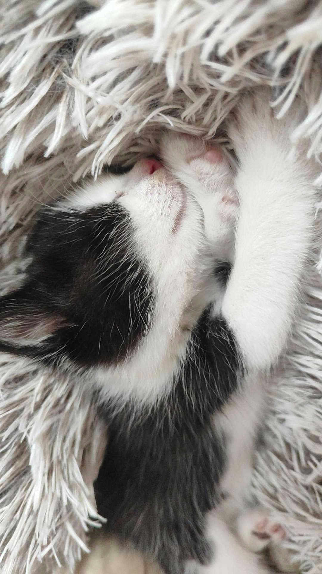 Vodka participe au concours pour gagner de l'argent avec cette photo : kitten, cat, sleeping, black_and_white, fur, pet, cozy, blanket, close_up, cute, animal, paw, soft, nap, resting, indoors, fur_texture, whiskers, tiny, adorable