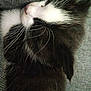 kitten, cat, black_and_white, sleeping, whiskers, close_up, fur, pet, animal, cozy, soft, texture, resting, cute, young, feline, domestic_cat, portrait, side_view, peaceful