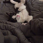 Vodka participe au concours pour gagner de l'argent avec cette photo : kitten, cat, black_and_white, pet, animal, feline, cute, playful, blanket, bed, fur, whiskers, paw, indoor, resting, young, lying_down, cozy, soft, curious