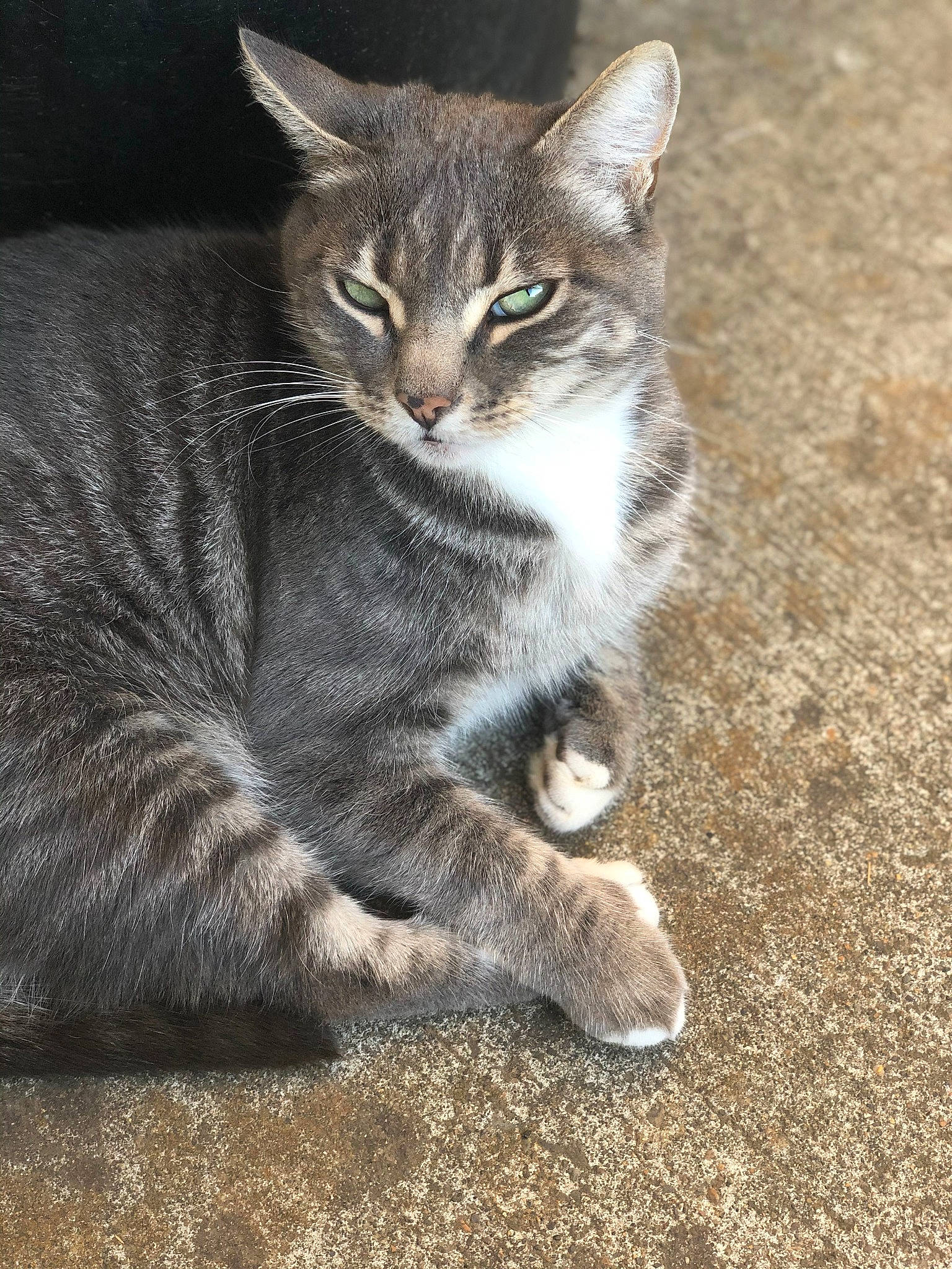 Dixie is registered to the contest to win money with this photo: asphalt, carnivore, cat, claw, darkness, domestic_short_haired_cat, felidae, foot, fur, paw, photo_caption, road_surface, sitting, small_to_medium_sized_cats, snout, soil, tail, terrestrial_animal, whiskers, wildlife