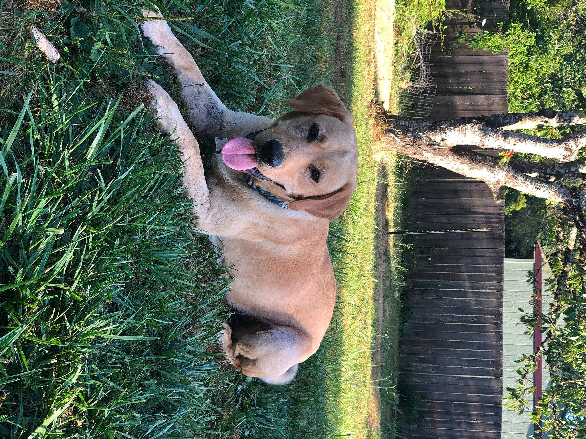 Logan is registered to the contest to win money with this photo: botany, canidae, carnivore, companion_dog, dog_breed, fawn, grass, leisure, people_in_nature, plant, snout, sporting_group, spring, sunglasses, tail, terrestrial_animal, tree, trunk, wildlife, wood