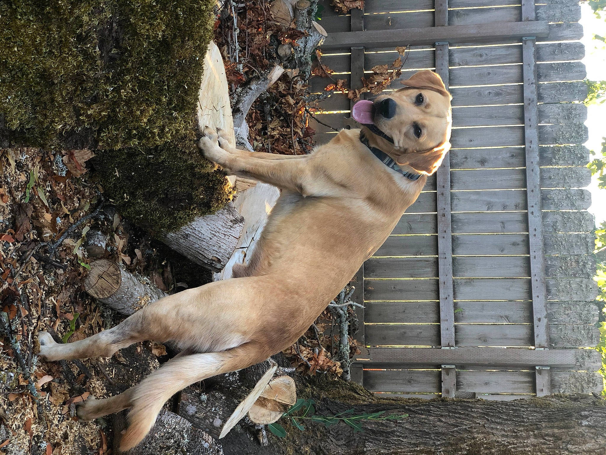Logan is registered to the contest to win money with this photo: animal_shelter, canidae, carnivore, collar, companion_dog, dog, dog_breed, dog_collar, dog_supply, fawn, grass, mesh, pet_supply, plant, snout, tail, terrestrial_animal, vertebrate, wildlife, wire_fencing