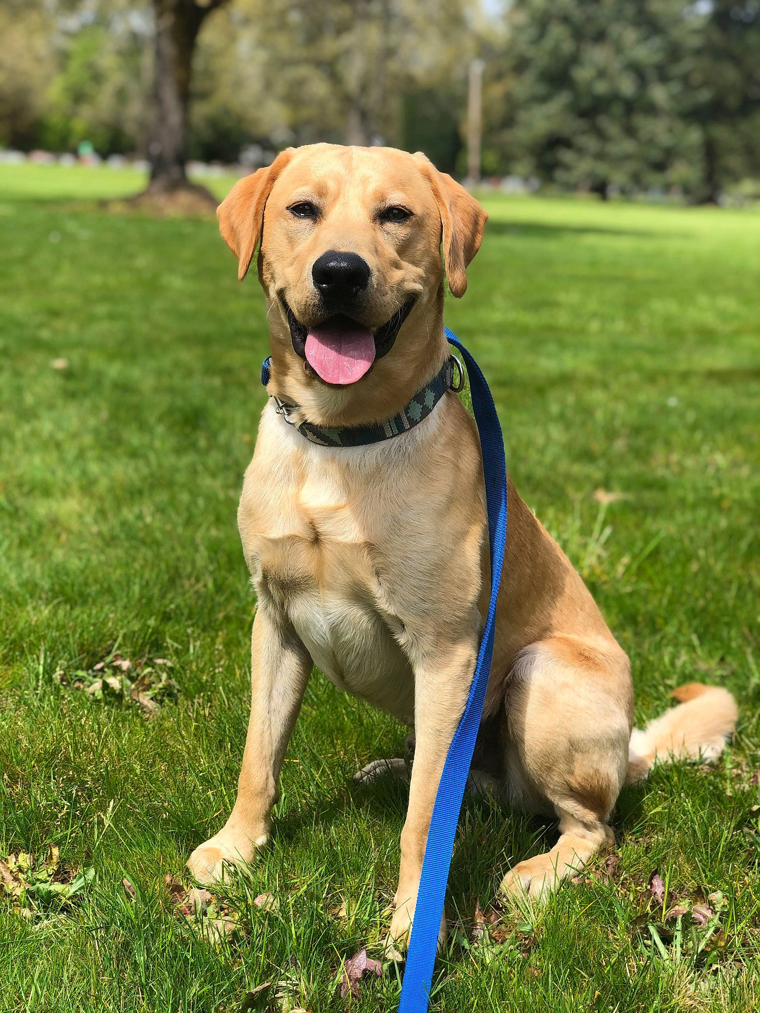 Logan joined the competition — help win amazing prizes! ball, canidae, carnivore, collar, companion_dog, dog, dog_breed, dog_collar, fawn, grass, grassland, gun_dog, labrador_retriever, leash, plant, snout, sporting_group, tail, tree, working_dog
