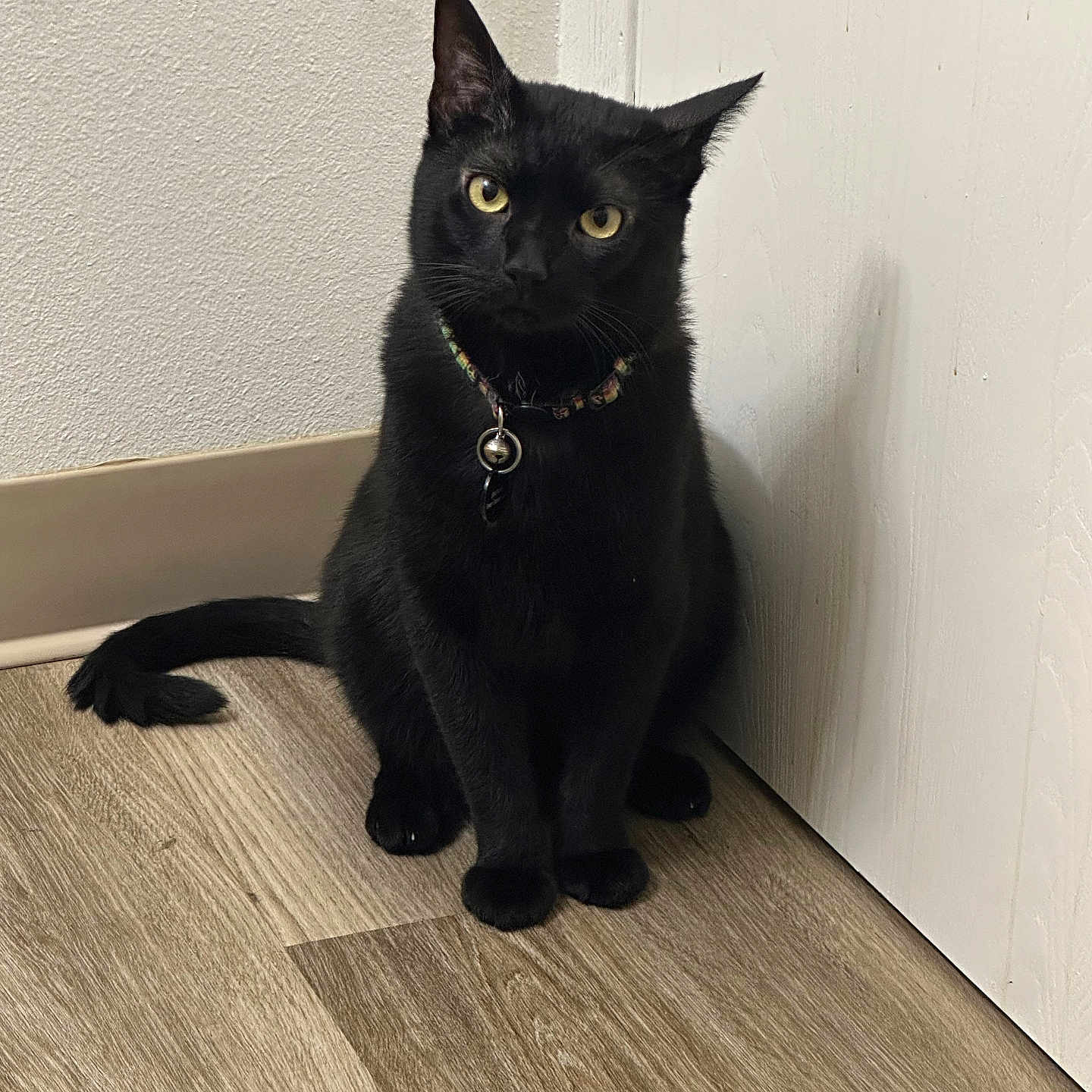 Phoenix joined the competition — help win amazing prizes! accessories, animal, blackcat, cat, egyptiancat, hardwood, kitten, manx, pet, plywood, strap, wood