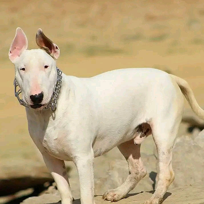 Sir Nelson joined the competition — help win amazing prizes! ancient_dog_breeds, balance, bull_terrier, bull_terrier_miniature, canidae, carnivore, collar, companion_dog, dog, dog_breed, dog_collar, english_white_terrier, fawn, hunting_dog, non_sporting_group, old_english_terrier, sporting_group, terrestrial_animal, terrier, working_animal