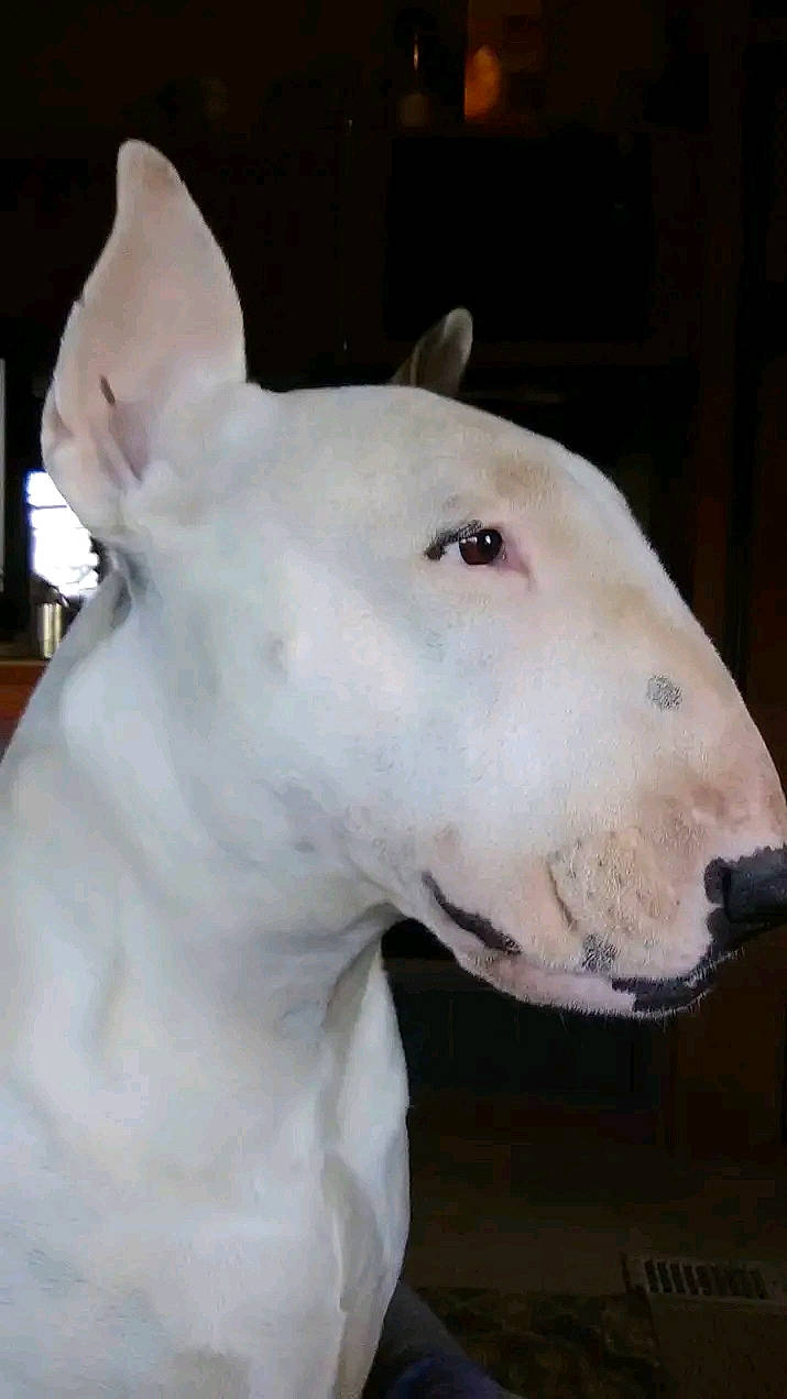 Sir Nelson is registered to the contest to win money with this photo: bull_terrier, bull_terrier_miniature, canidae, carnivore, collar, dog, dog_breed, ear, english_white_terrier, fawn, head, non_sporting_group, old_english_terrier, sculpture, snout, terrestrial_animal, whiskers, working_animal